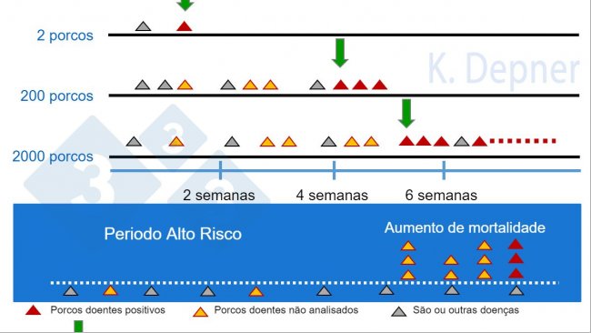 Figura 1. Periodo de alto risco e tamanho da exploração. É frequentemente emais fácil nas pequenas a detecção precoce da PSA devido ao pequeno número de animais, enquanto que nas grandes os primeiros animais doentes ou mortos podem passar despercibidos.