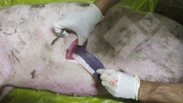 Foto 1. Recolha de amostras no caso de suspeita de PSA. Foto por cortesia da Dra. Nadezhda Konovalova.
