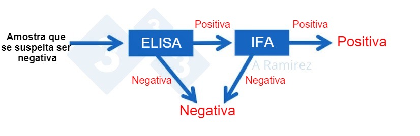 <p>Figura 2. Diagrama demonstrando o uso de PSA IFA como um teste confirmatório para amostras que são inesperadamente positivas para PSA por ELISA. Uma amostra negativa presumível que é negativa por ELISA é considerada negativa. Se esta amostra der inesperadamente um resultado positivo, então um IFA PSA pode ser realizado como um teste de confirmação. Ou seja, se o teste IFA for positivo, a amostra é confirmada como positiva. Se o teste IFA for negativo, presumiremos que foi um falso positivo também contanto que o PCR também seja negativo para confirmar que não há infecção recente. </p>