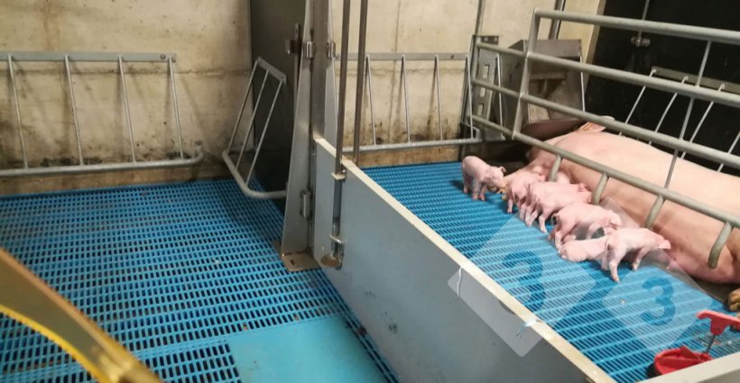 Figura 6. Cela de partos com a porca fechada
