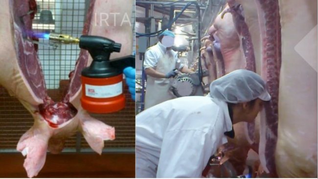 Figura 1: Avaliação de uma carcaça on line e da gordura at line através do nariz humano