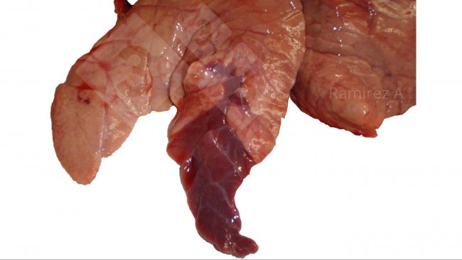 Figura 1. Imagem que mostra a consolidação craneoventral clássica associada a Mycoplasma hyopneumoniae (não diagnóstica)