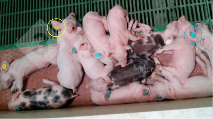 Imagem 5. Leitões com brincos de cores diferentes fruto do incumprimento do TD-TF.
