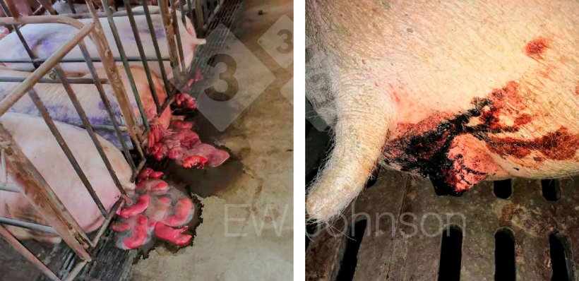 Foto 1. Abortos (esquerda) e diarreia sanguínolenta em porcas(direita).
