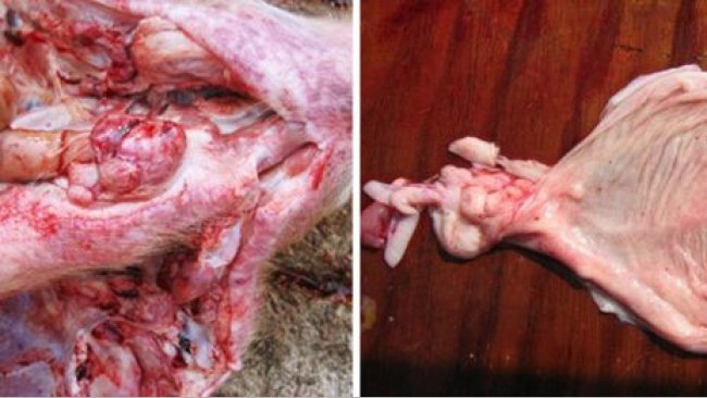 Foto 1. Necropsia de um porco de engorda afectado, de notar as hemorragias nos gânglios far&iacute;ngeos e bexiga.
