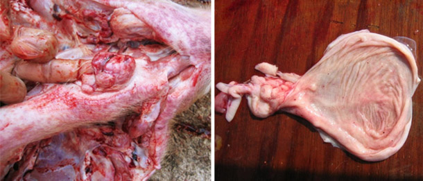 Foto 1. Necropsia de um porco de engorda afectado, de notar as hemorragias nos gânglios far&iacute;ngeos e bexiga.
