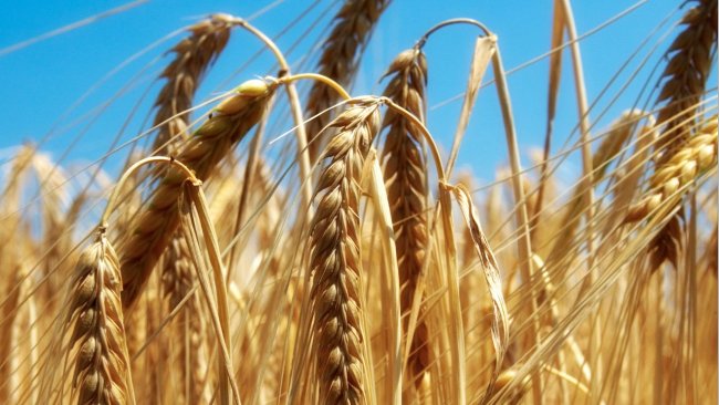 foto home embarque de granos