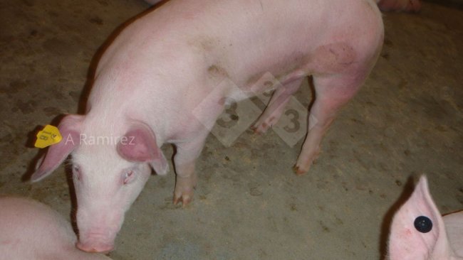 Foto 1: Porco com as orelhas e o abdómen abdomén vermelhos (hiperémicos) que sugerem doença sistémica.