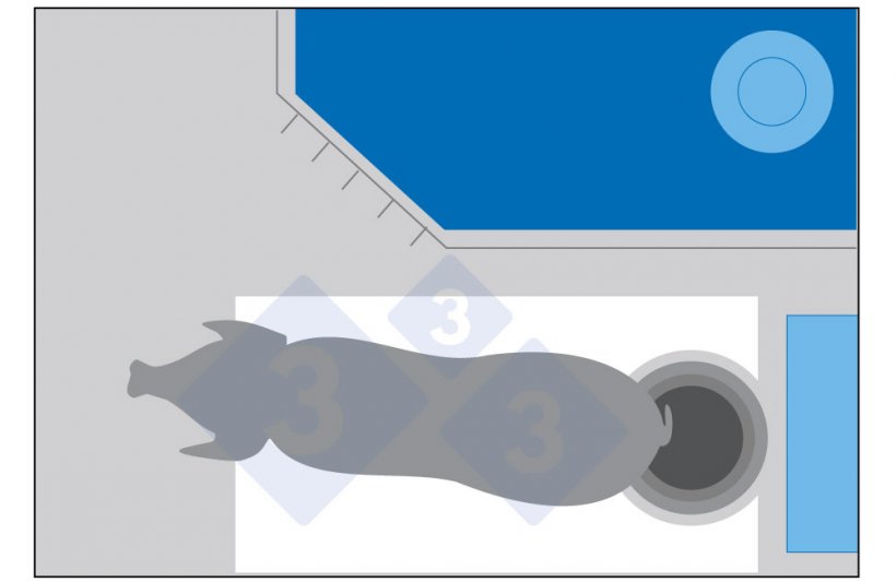 Figura 1. Se a porca se pode mexer mas só tem o espaço actual, é possível que se vire de costas para o comedouro para defecar e acabe por sujar a zona à frente do comedouro.