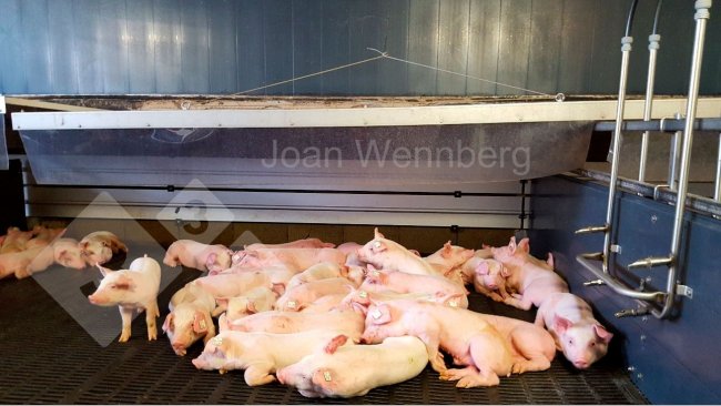 Imagen 1. Lechones con frío.