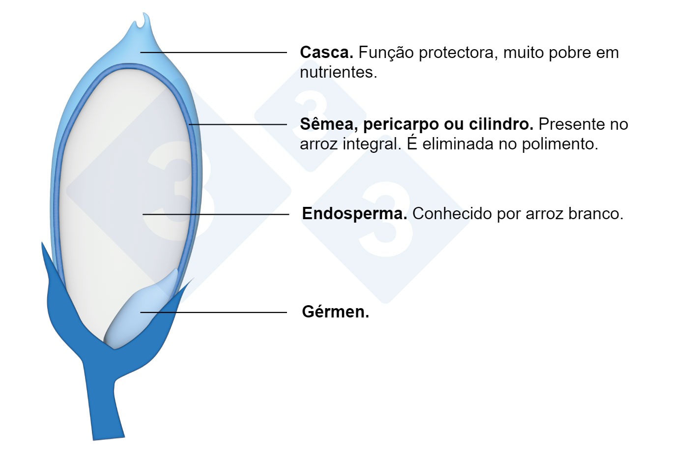 Componentes del grano de arroz.