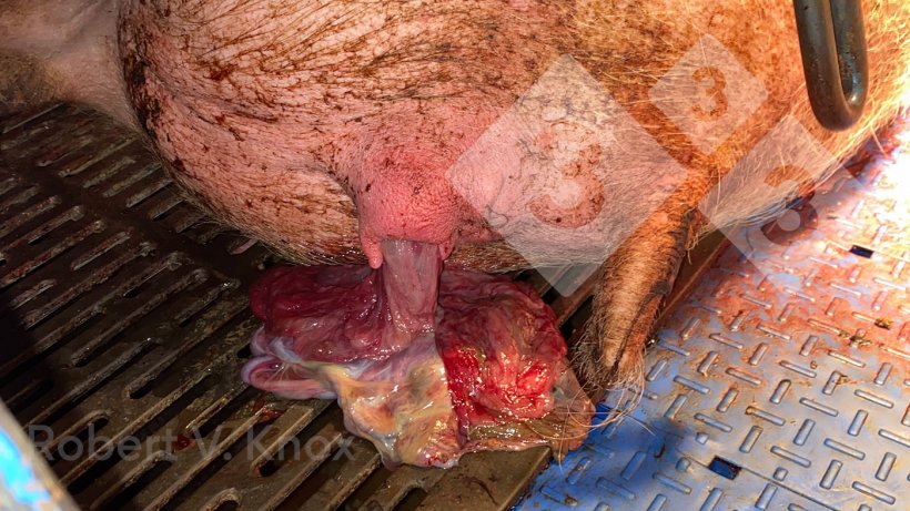 Imagem 7. Porca a expulsar a placenta.
