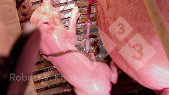 Imagem 5. Leitão com o cordão umbilical pendurado.