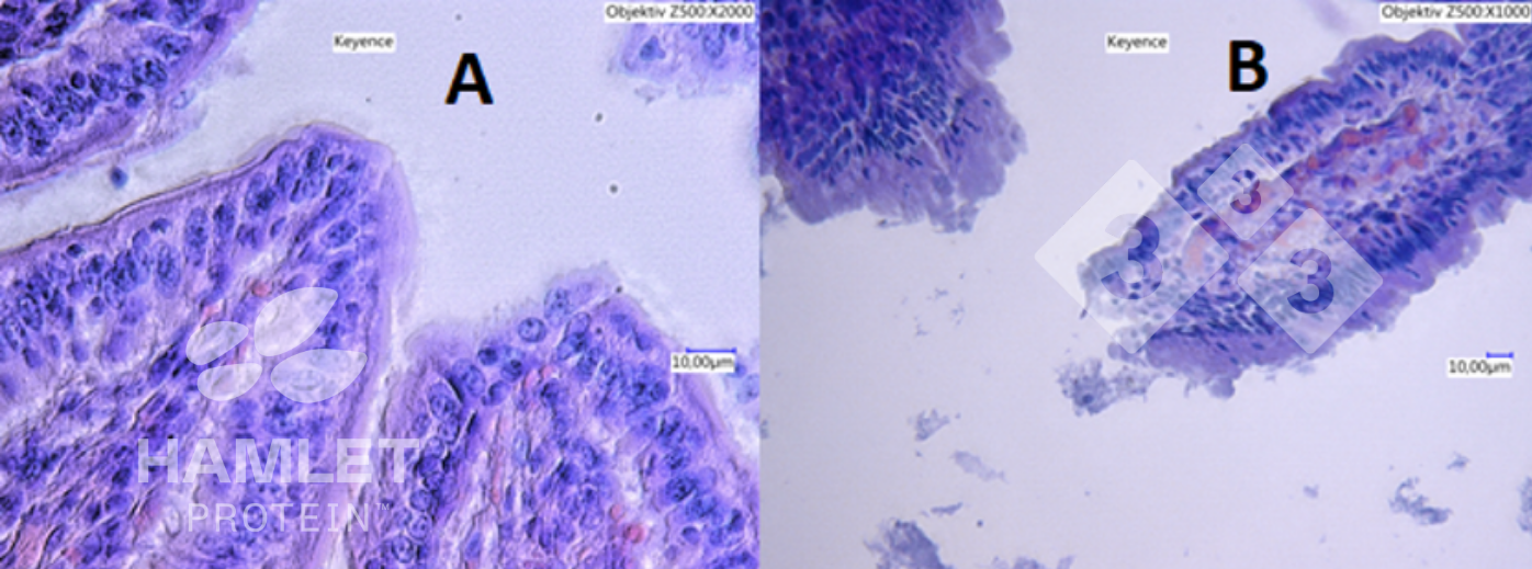 <p>Figura 2. Imagens com microscópio electrónico da mucosa intestinal de leitões alimentados com: (A) bagaço de soja processada enzimaticamente para reduzir o conteúdo de factores antinutricionais (esquerda) e (B) bagaço de soja convencional (direita). Na imagem B veem-se lesões claras. Imagens com copyright de Hamlet Protein.</p>