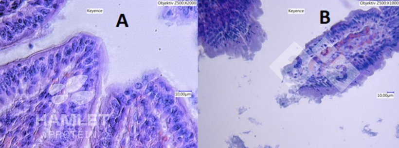 Figura 2. Imagens com microscópio electr&oacute;nico da mucosa intestinal de leitões alimentados com: (A) bagaço de soja processada enzimaticamente para reduzir o conteúdo de factores antinutricionais (esquerda) e (B) bagaço de soja convencional (direita). Na imagem B veem-se lesões claras. Imagens com copyright de&nbsp;Hamlet Protein.

