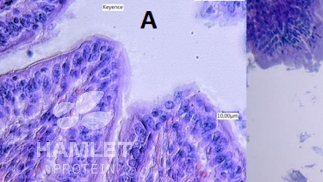 Figura 2. Imagens com microscópio electrónico da mucosa intestinal de leitões alimentados com: (A) bagaço de soja processada enzimaticamente para reduzir o conteúdo de factores antinutricionais (esquerda) e (B) bagaço de soja convencional (direita). Na imagem B veem-se lesões claras. Imagens com copyright de Hamlet Protein.