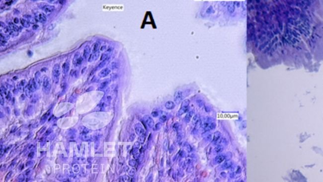 Figura 2. Imagens com microscópio electr&oacute;nico da mucosa intestinal de leitões alimentados com: (A) bagaço de soja processada enzimaticamente para reduzir o conteúdo de factores antinutricionais (esquerda) e (B) bagaço de soja convencional (direita). Na imagem B veem-se lesões claras. Imagens com copyright de&nbsp;Hamlet Protein.
