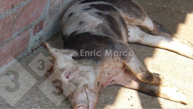 Foto 1. Cerdo muerto por una neumonía causada por Actinobacillus pleuropneumoniae.