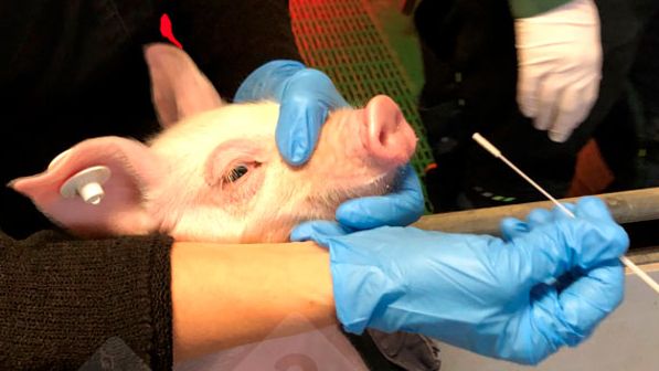 Imagem 1: Colheita de amostras de um leit&atilde;o por zaragatoa nasal (esquerda). Esfrega&ccedil;o nasal em meio protector de v&iacute;rus (&agrave; direita).