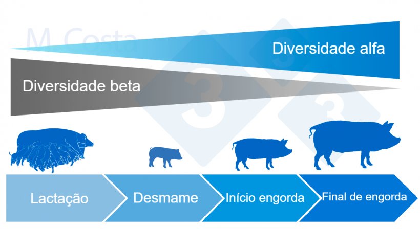 Figura&nbsp;4. Dinâmica da diversidade alfa e beta durante a vida do porco.
