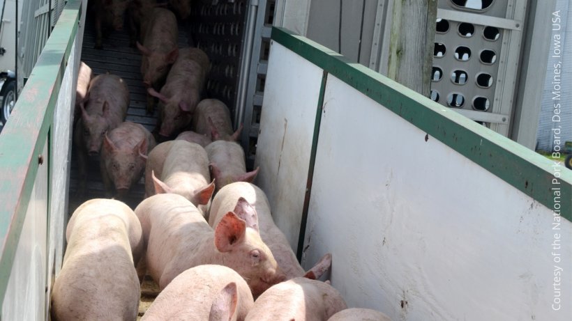 A via de transmiss&atilde;o mais comum do PRRS &eacute; atrav&eacute;s da comercializa&ccedil;&atilde;o de su&iacute;nos infectados e pela dissemina&ccedil;&atilde;o local.
