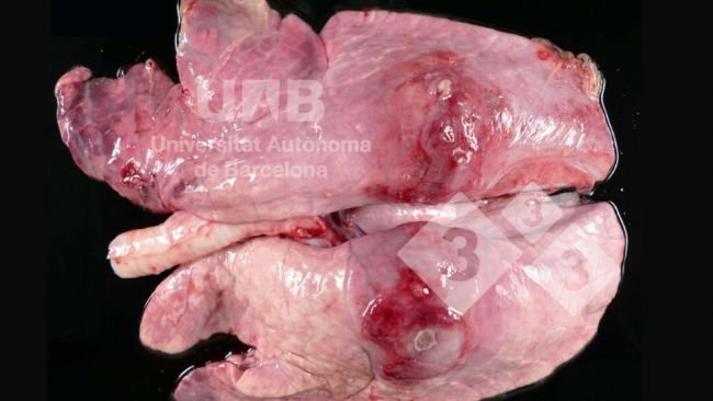 Figura 1. Pleuropneumonia fibrino-necrotizante compatível com App. Fonte: UAB.