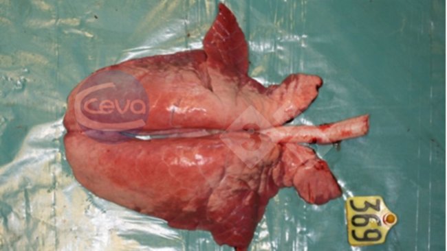 Imagem 1. Pulmões de porco depois da infecção experimental com gripe A