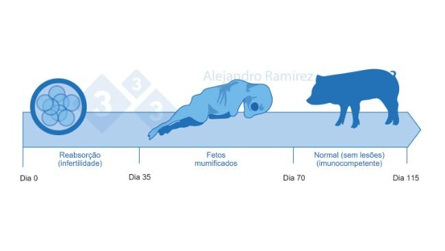 Infertilidade e  fetos mumificados devido a Parvovirus.