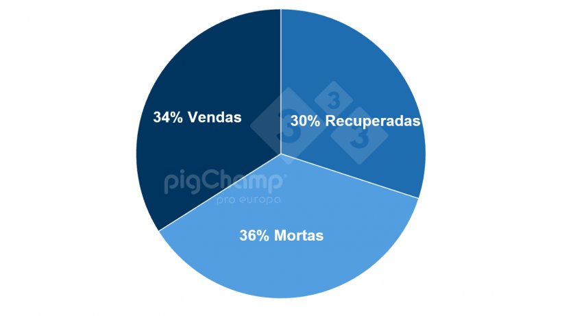 Gr&aacute;fico 2. Distribui&ccedil;&atilde;o das porcas que desmamam 0 leit&otilde;es por destino posterior, per&iacute;odo de desmames Julho 20-Junho 21.
