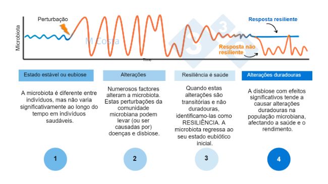 Figura 1 - Diagrama hipot&eacute;tico que representa a resposta da microbiota a uma perturba&ccedil;&atilde;o. 1) Os indiv&iacute;duos s&atilde;os t&ecirc;m um grau normal de varia&ccedil;&atilde;o da sua microbiota, que n&atilde;o conduz a doen&ccedil;as (isto &eacute; denominado eubiose). 2) Uma perturba&ccedil;&atilde;o (por exemplo, o stress t&eacute;rmico) pode conduzir &agrave; instabilidade da microbiota, causando a doen&ccedil;a. 3) A microbiota resiliente voltar&aacute; a um estado parecido ao anterior &agrave; perturba&ccedil;&atilde;o no qual n&atilde;o h&aacute; doen&ccedil;a. 4) A microbiota que n&atilde;o seja resiliente n&atilde;o se "recuperar&aacute;", pelo que vai sofrer disbiose e doen&ccedil;a.
