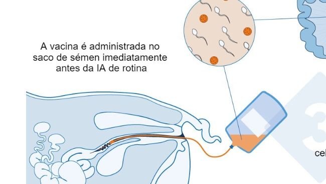 Figura 1. Mecanismo proposto para a vacina intrauterina: A vacina intrauterina é administrada no útero durante a inseminação artificial padrão ou pós-cervical para gerar uma resposta imunitária celular e mediada por anticorpos nas porcas. São produzidos anticorpos do colostro, que são transmitidos aos leitões.