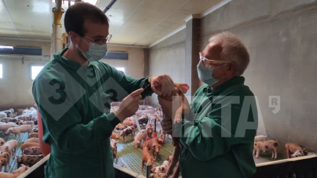 Foto 1. Recolha de amostras nasais para estudar a presença de Streptoccocus suis numa transição