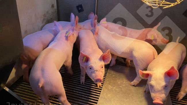 Foto 3. Leitões desmamados de alta qualidade. Aumento da probabilidade de sucesso após o desmame.
