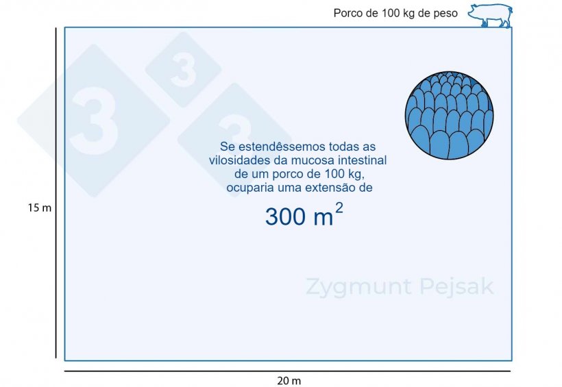 Figura 1. A mucosa intestinal de um porco de engorda de 100 kg ocupa cerca de 300m2.
