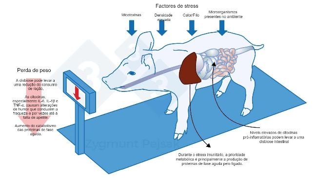 Figura 3.  Um dos custos adicionais de um estado de alerta prolongado é uma diminuição do apetite e consequentemente um período de engorda mais longo. Como a pressão dos factores de stress ambiental afecta cada animal de forma diferente, haverá uma diferença no peso de leitões desmamados ou porcos de engorda da mesma idade. A diferença de peso entre animais da mesma idade pode ter graves consequências económicas. Além disso, especialmente em animais jovens, uma dieta sem nutrientes essenciais para reforçar a resistência anti-infecciosa pode tornar os animais mais vulneráveis.