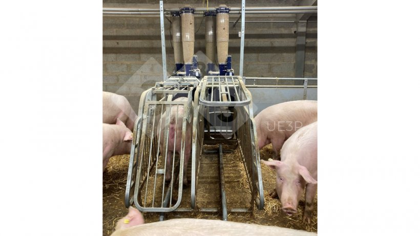 Foto 1. Alimentadores automáticos numa sala de gestação na UE3P, capazes de misturar duas dietas e distribuir uma ração diferente para cada porca gestante por dia.