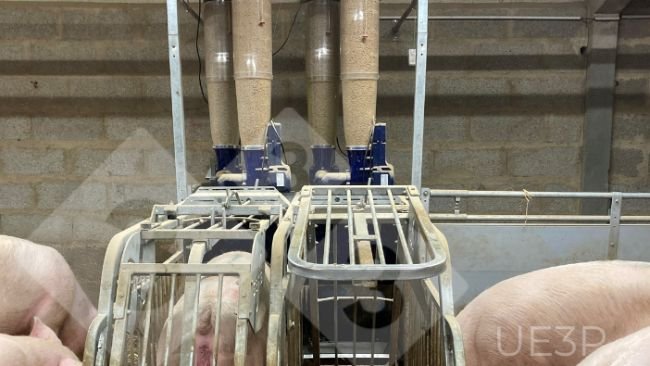 Foto 1. Alimentadores automáticos numa sala de gestação na UE3P, capazes de misturar duas dietas e distribuir uma ração diferente para cada porca gestante por dia.