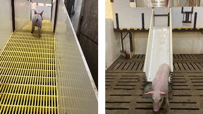 Figura 1. Os leitões acedem à rampa desde o corredor e ali são classificados por sexo dirigindo-os para os tobogans situados em ambos os lados.