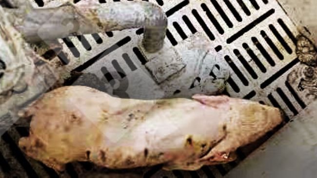 Figura 1. Leite com febre >40° C, descoordenação, tremor, depressão e diarreia.