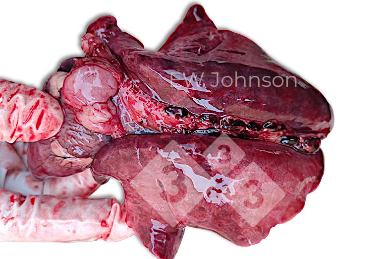Figura 2.&nbsp;Pulmões emborrachados com gânglios linfáticos pulmonares hemorrágicos aumentados. 
