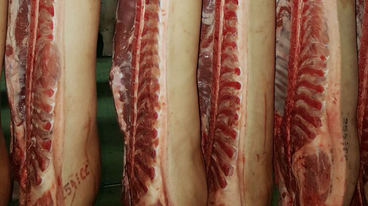 Perspectivas de baixa para um ano de recordes nos preços carne suína -  Artigos - 3tres3, A página do suíno