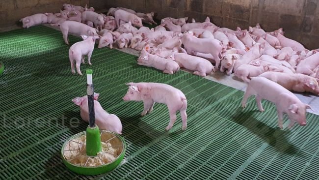 Foto 3. Superior: Leitões a descansar devidamente. Inferior: Fonte de calor insuficiente