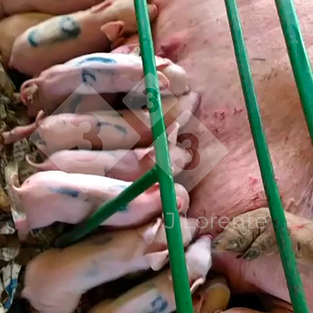 Figura 5. Leitões marcados a mamar.