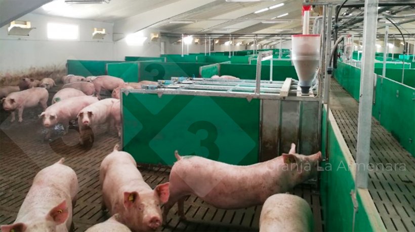 Foto 8: Os parques de porcas gestantes estão equipados com uma máquina de alimentação electrónica por cada 20 porcas