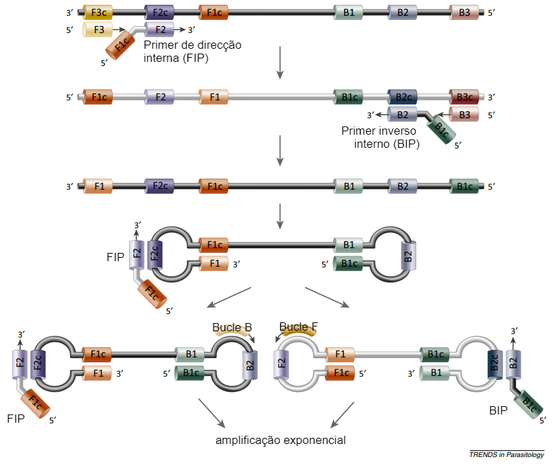Figura 2. Formação de laços de ADN na reacção da polimerase em LAMP. Fonte: Alhassan et al. 2015. .