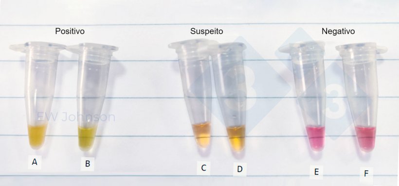 Figura 3. Tubos de microcentrifugação de um teste LAMP in situ num caso de PSA. A: baço de uma porca morta, B: fluidos orais da mesma porca (A), C-F: fluidos orais suspeitos e negativos.