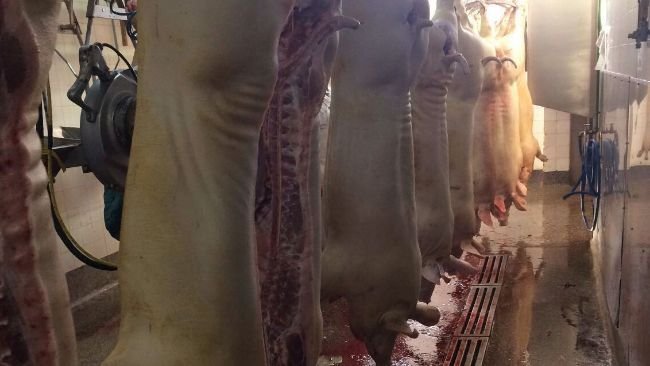Perspectivas de baixa para um ano de recordes nos preços carne suína - Artigos - 3tres3, A página do suíno