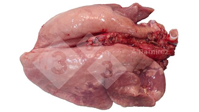 Figura 2. Consolidação pulmonar craneoventral frequente nas infecções por gripe A não complicadas. Estas lesões são semelhantes às causadas por Mycoplasma hyopneumoniae.