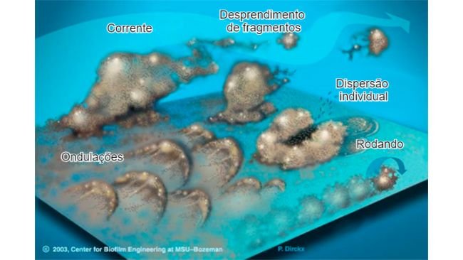 Figura 7. As bactérias do biofilme podem ser mobilizadas de várias formas: Coletivamente, quer em ondulações, rolando na superfície ou desprendendo-se em grupos, quer individualmente, dispersando-se na corrente. Fonte: Center for Biofilm Engineering, Montana State University