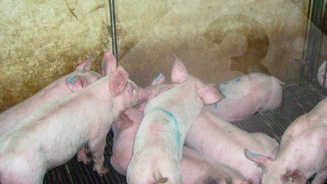 Figura 3. Uma gest&atilde;o inadequada dos bebedouros tem um impacto negativo nos custos operacionais e no ambiente.